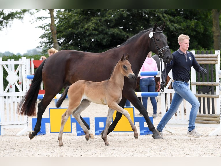 Oldenburg Giumenta 5 Anni 168 cm Baio scuro in Lemwerder