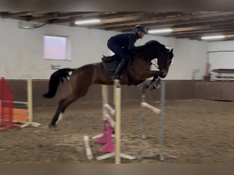 Oldenburg Giumenta 5 Anni 168 cm Baio scuro in Lohne (Oldenburg)