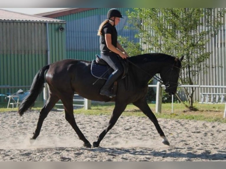 Oldenburg Giumenta 5 Anni 168 cm Morello in Westoverledingen
