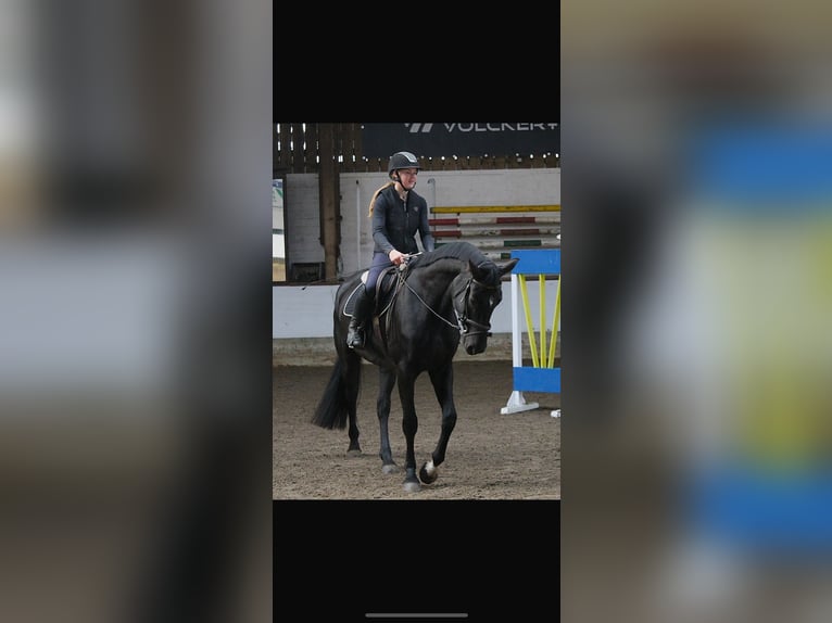 Oldenburg Giumenta 5 Anni 168 cm Morello in Westoverledingen