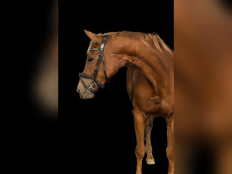 Oldenburg Giumenta 5 Anni 168 cm Sauro in Achtrup