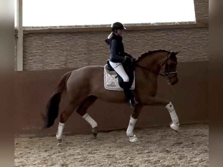 Oldenburg Giumenta 5 Anni 168 cm Sauro in Wehringen