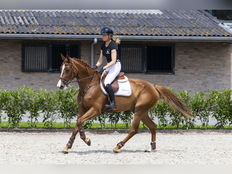 Oldenburg Giumenta 5 Anni 168 cm Sauro in Waddinxveen