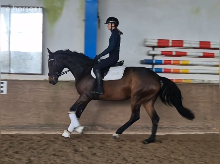 Oldenburg Giumenta 5 Anni 169 cm Baio in Barnstorf-Eydelstedt