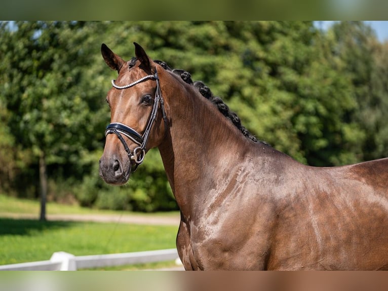 Oldenburg Giumenta 5 Anni 169 cm Baio in Dorsten