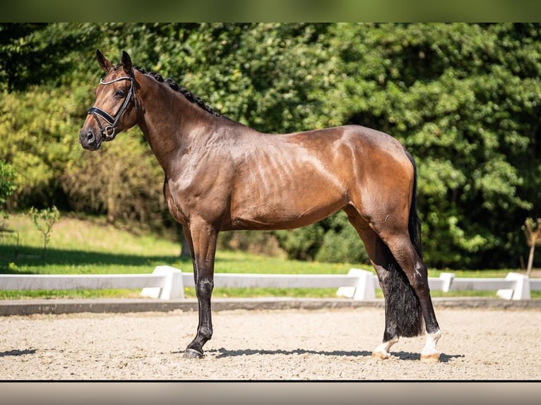 Oldenburg Giumenta 5 Anni 169 cm Baio in Dorsten