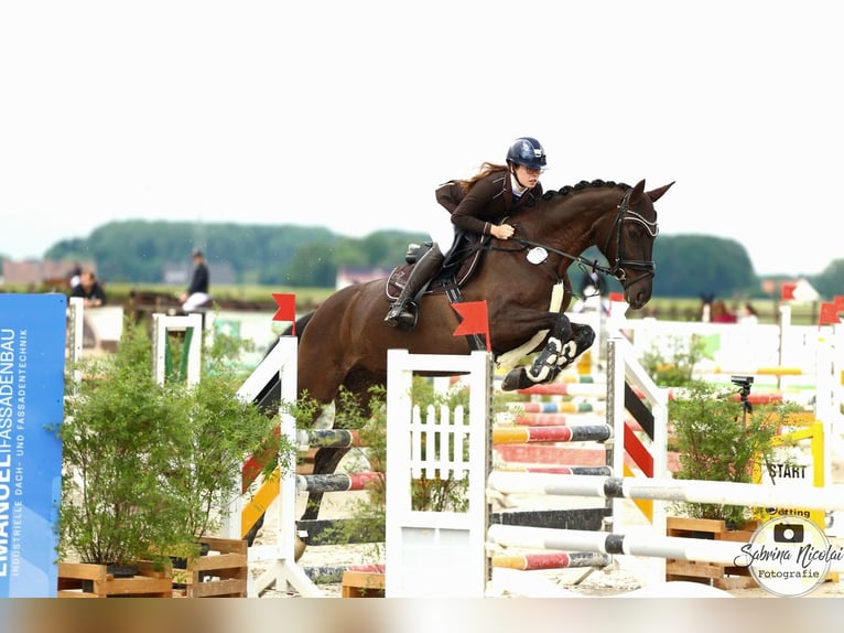 Oldenburg Giumenta 5 Anni 169 cm Morello in Hüllhorst