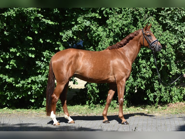 Oldenburg Giumenta 5 Anni 169 cm Sauro in Herbstein
