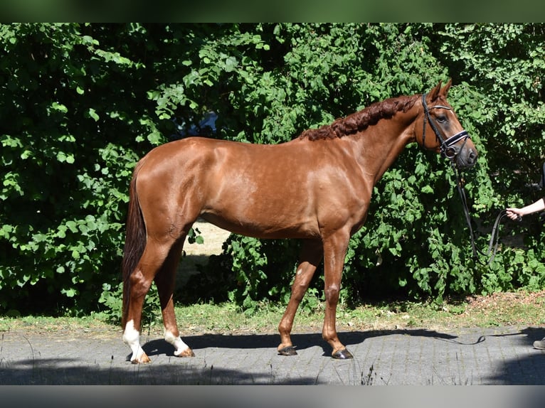 Oldenburg Giumenta 5 Anni 169 cm Sauro in Herbstein