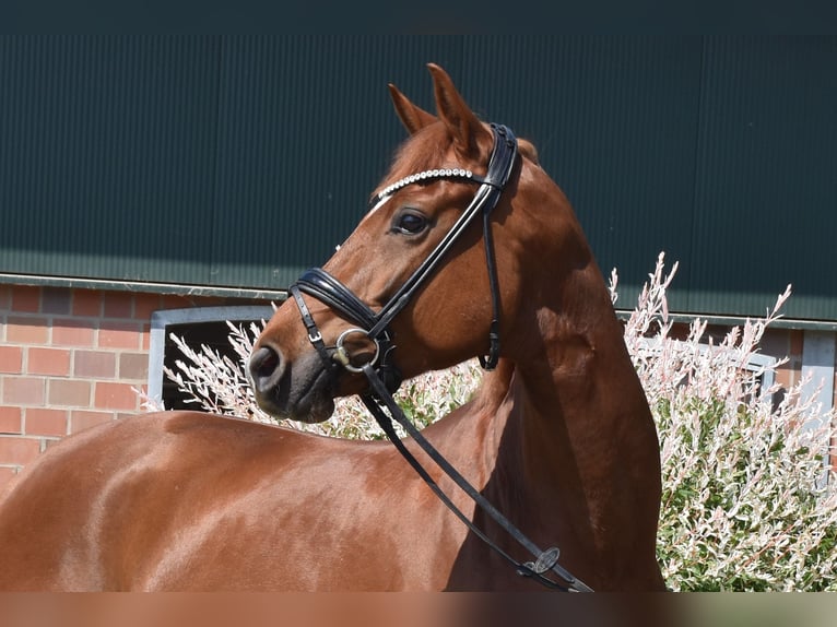 Oldenburg Giumenta 5 Anni 169 cm Sauro in Neuss