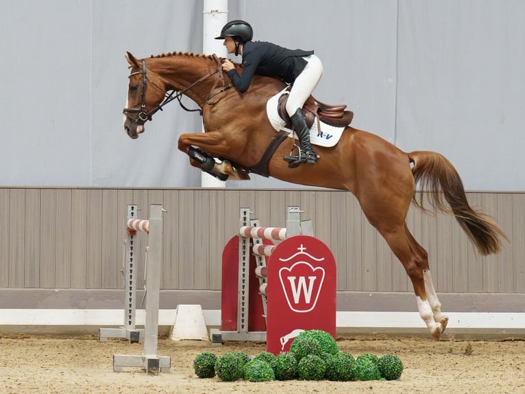 Oldenburg Giumenta 5 Anni 169 cm Sauro scuro in Mnster-Handorf