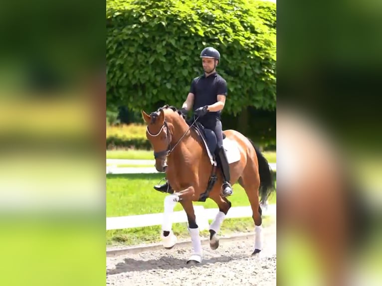 Oldenburg Giumenta 5 Anni 170 cm Baio in Dorsten