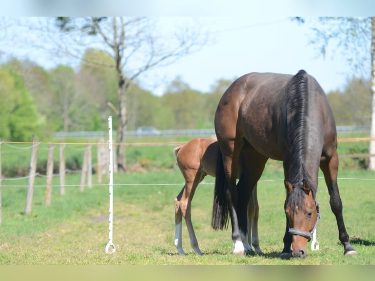 Oldenburg Giumenta 5 Anni 170 cm Baio in Jever