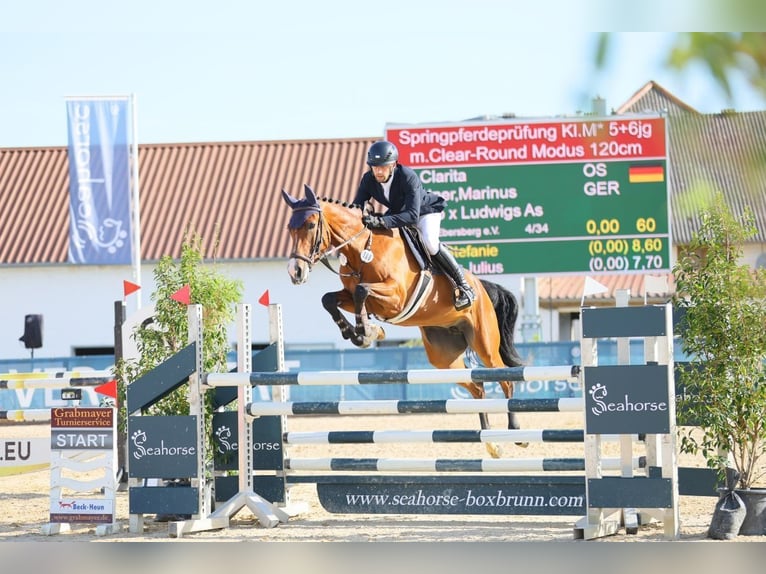 Oldenburg Giumenta 5 Anni 170 cm Baio in Moosach