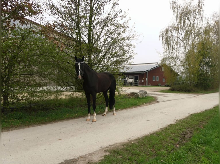 Oldenburg Giumenta 5 Anni 170 cm Baio nero in Ulm