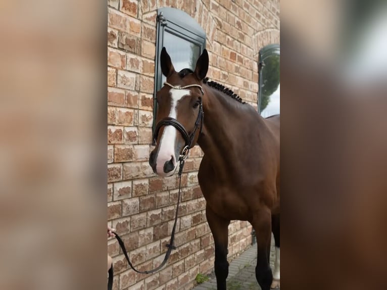 Oldenburg Giumenta 5 Anni 170 cm Baio scuro in Bonefeld