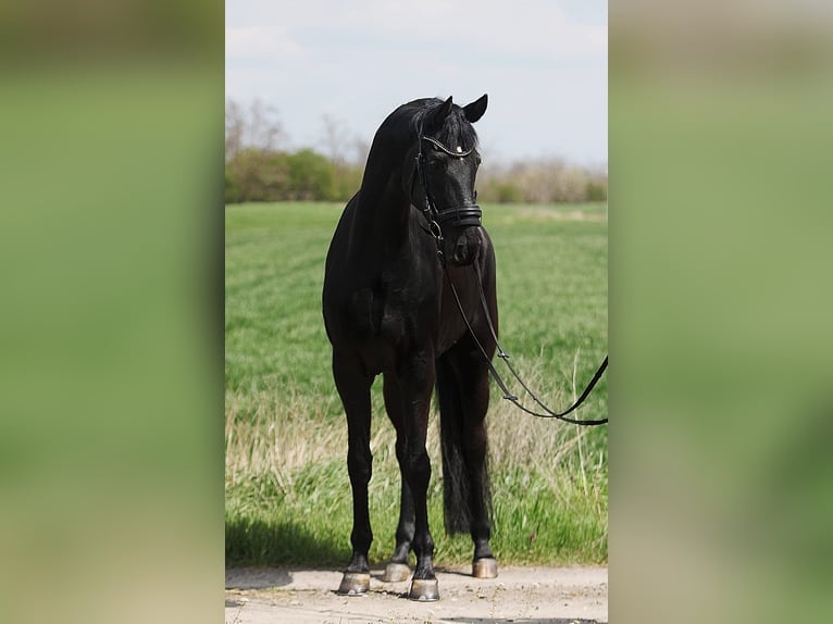 Oldenburg Giumenta 5 Anni 170 cm Morello in B&#xE9;k&#xE9;sszentandr&#xE1;s