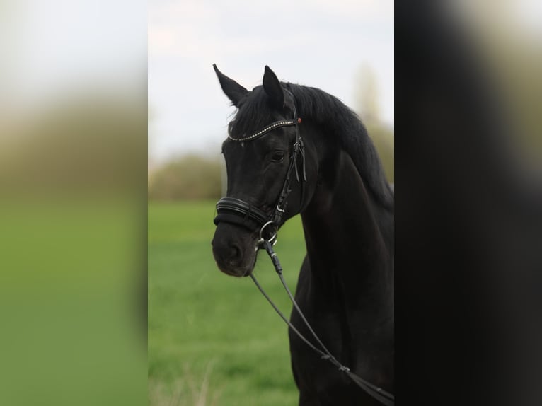Oldenburg Giumenta 5 Anni 170 cm Morello in B&#xE9;k&#xE9;sszentandr&#xE1;s