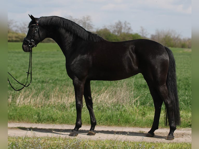 Oldenburg Giumenta 5 Anni 170 cm Morello in B&#xE9;k&#xE9;sszentandr&#xE1;s