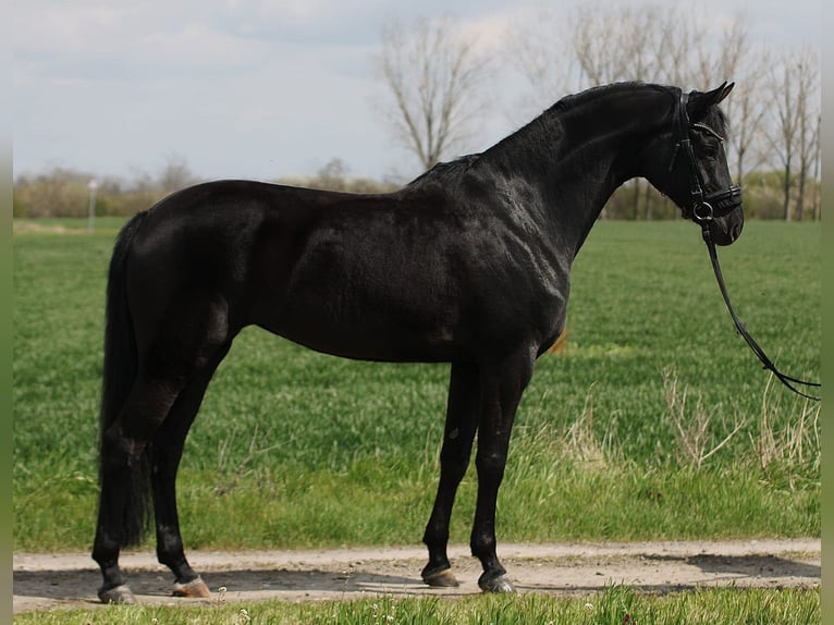Oldenburg Giumenta 5 Anni 170 cm Morello in B&#xE9;k&#xE9;sszentandr&#xE1;s