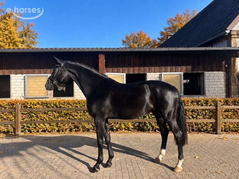 Oldenburg Giumenta 5 Anni 170 cm Morello in Bielefeld