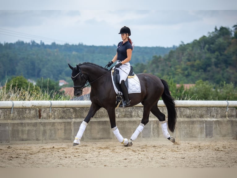 Oldenburg Giumenta 5 Anni 170 cm Morello in Brünn