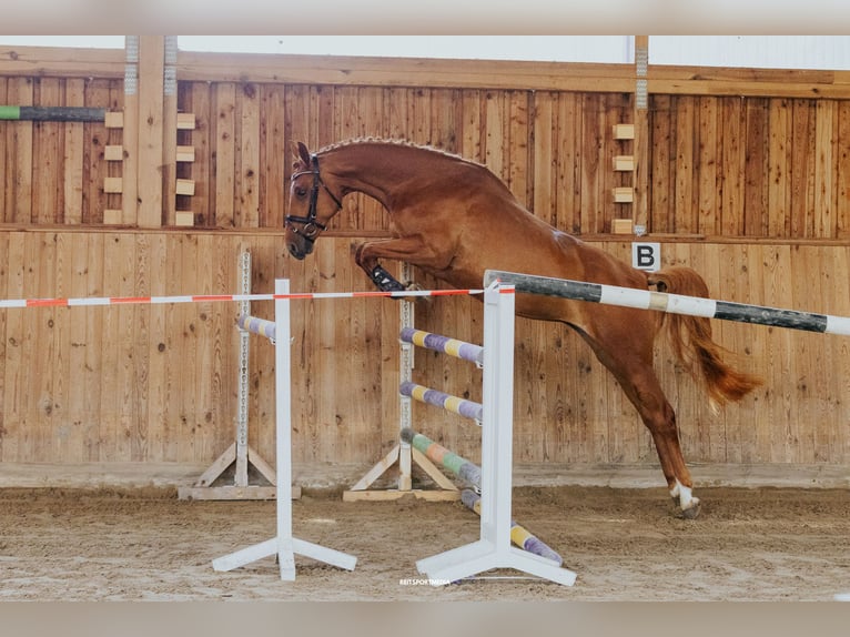 Oldenburg Giumenta 5 Anni 170 cm Sauro in Niederwerbig