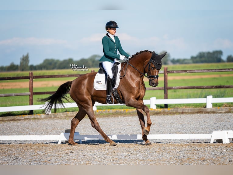 Oldenburg Giumenta 5 Anni 170 cm Sauro scuro in Biddinghuizen