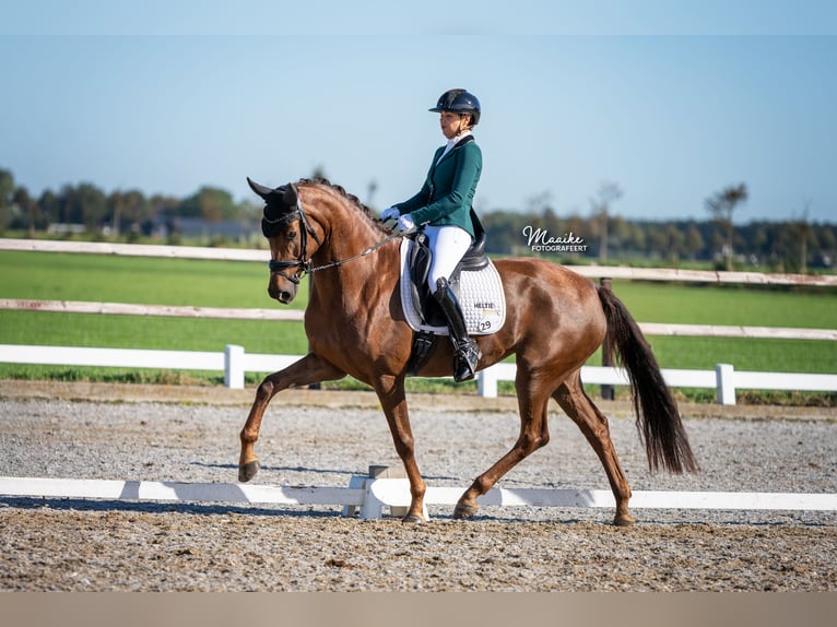 Oldenburg Giumenta 5 Anni 170 cm Sauro scuro in Biddinghuizen