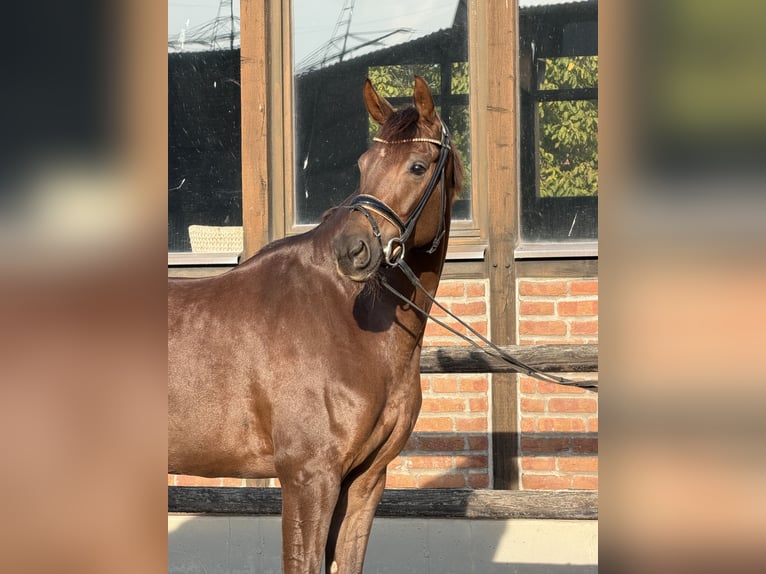 Oldenburg Giumenta 5 Anni 170 cm Sauro scuro in Heidesheim am Rhein
