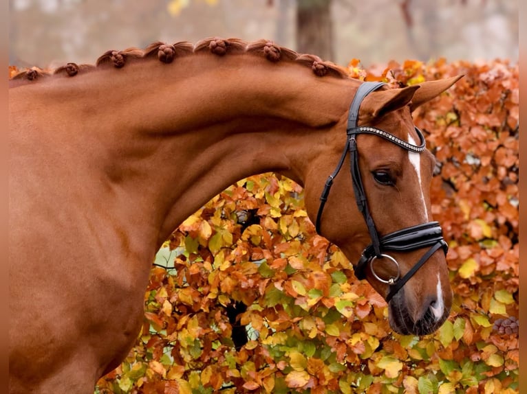 Oldenburg Giumenta 5 Anni 170 cm Sauro in Westerstede