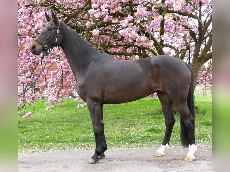 Oldenburg Giumenta 5 Anni 171 cm Baio nero in Dorsten
