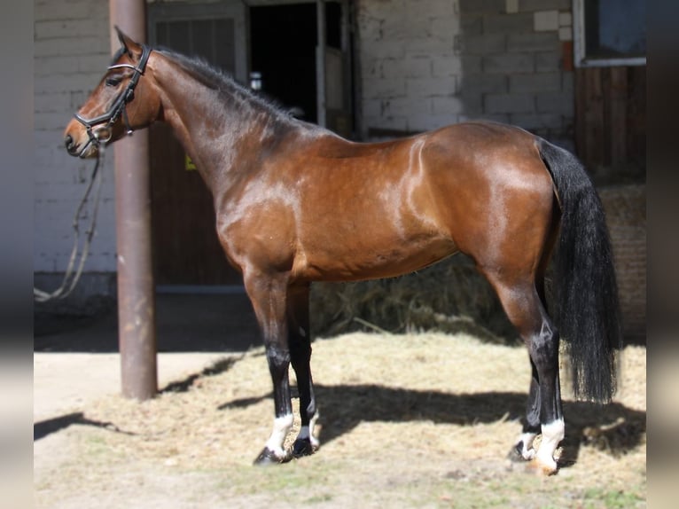 Oldenburg Giumenta 5 Anni 171 cm Baio scuro in Winhöring