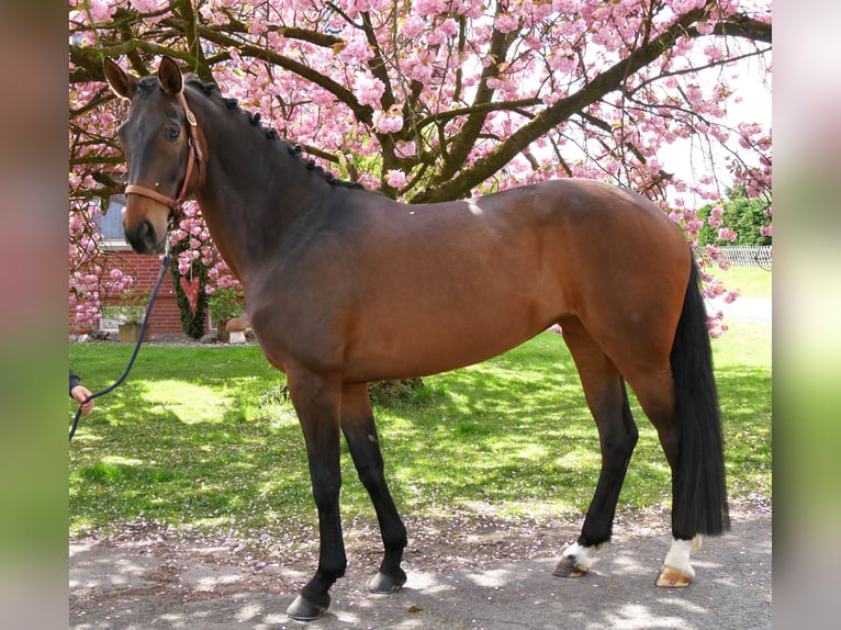 Oldenburg Giumenta 5 Anni 171 cm Baio scuro in Dorsten