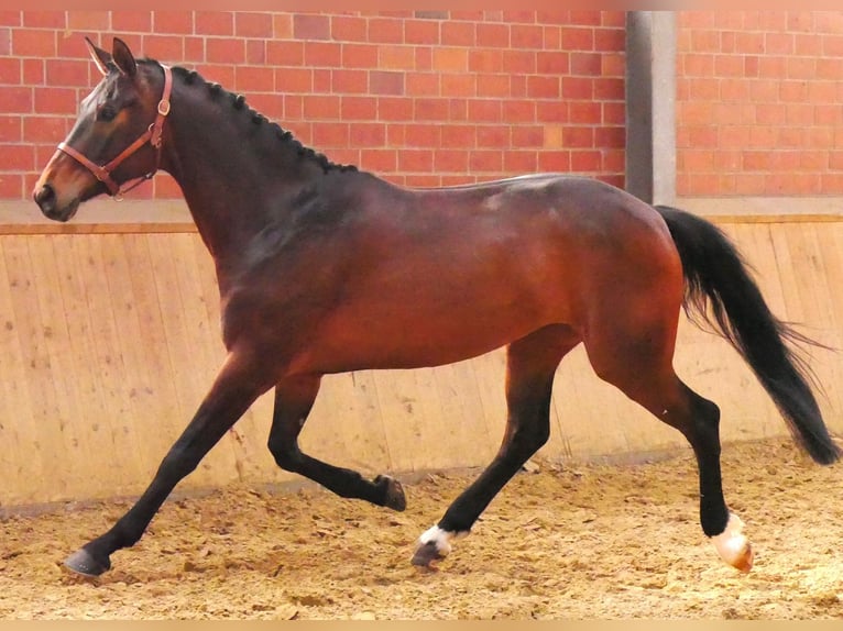 Oldenburg Giumenta 5 Anni 171 cm Baio scuro in Dorsten