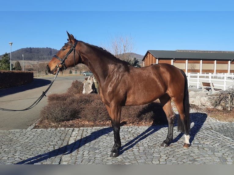 Oldenburg Giumenta 5 Anni 172 cm Baio in Heinersreuth