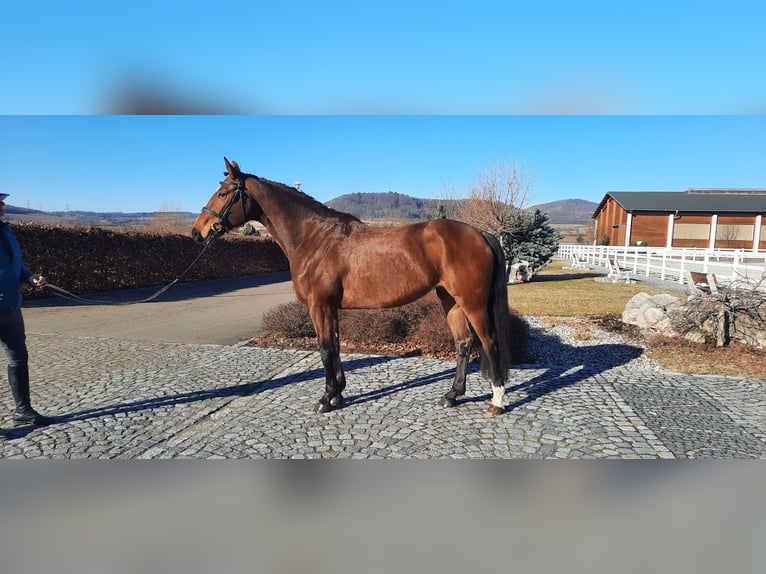 Oldenburg Giumenta 5 Anni 172 cm Baio in Heinersreuth