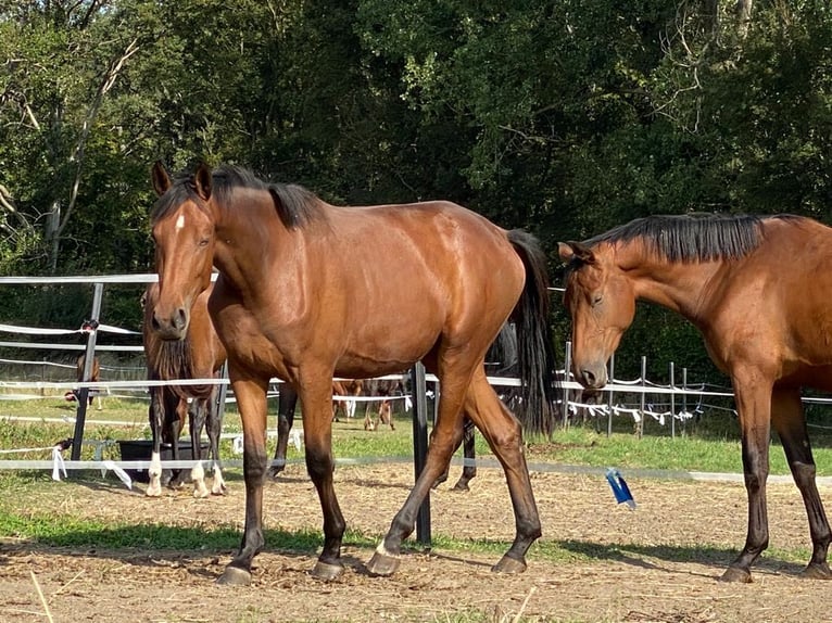 Oldenburg Giumenta 5 Anni 172 cm Baio in Ankum