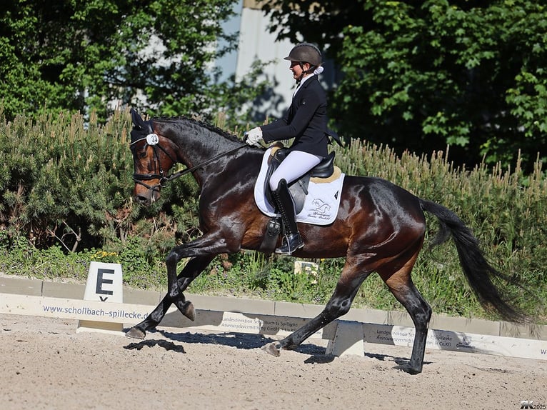 Oldenburg Giumenta 5 Anni 172 cm Baio nero in Neustadt (Dosse)