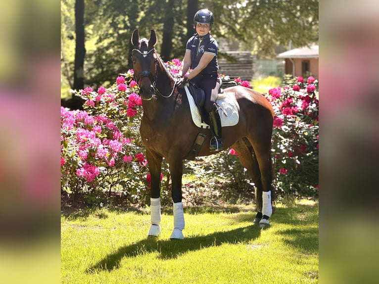 Oldenburg Giumenta 5 Anni 172 cm Baio scuro in Dötlingen