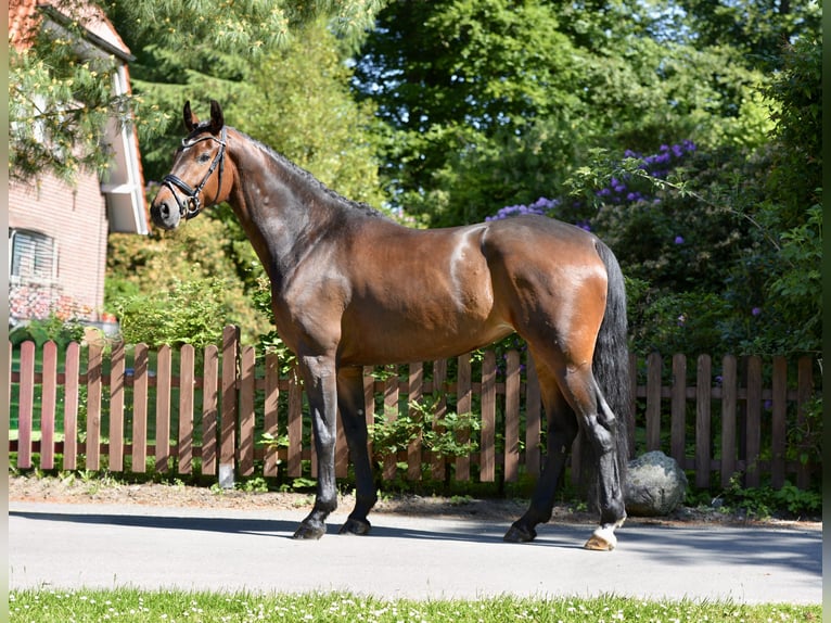 Oldenburg Giumenta 5 Anni 172 cm Baio scuro in Dötlingen