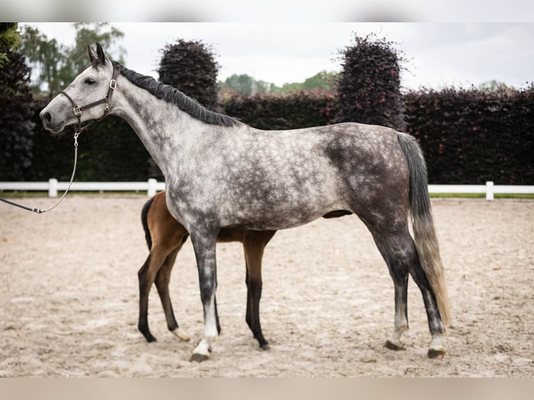 Oldenburg Giumenta 5 Anni 172 cm Grigio in Puurs