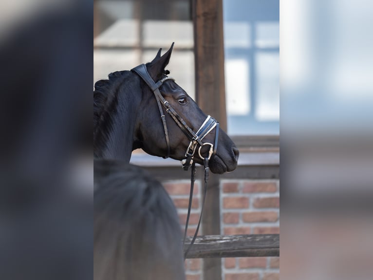 Oldenburg Giumenta 5 Anni 172 cm Morello in Heidesheim am Rhein