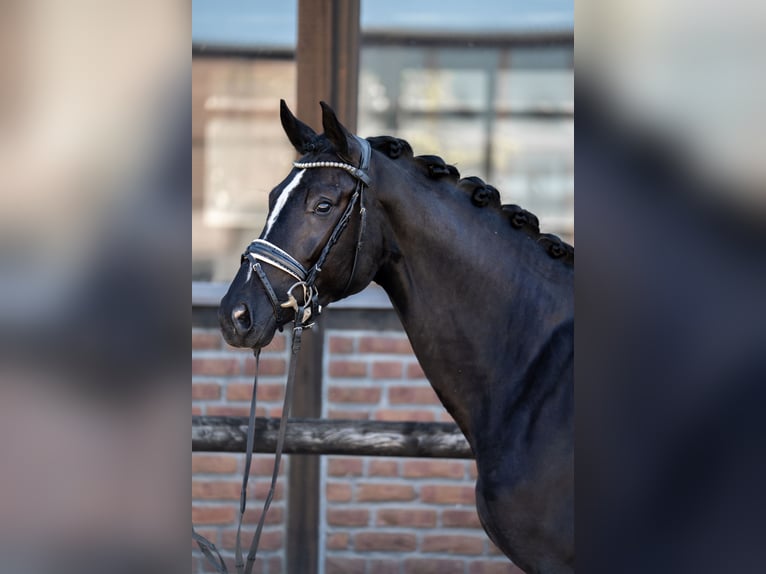Oldenburg Giumenta 5 Anni 172 cm Morello in Heidesheim am Rhein