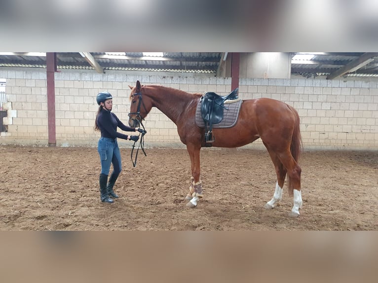 Oldenburg Giumenta 5 Anni 172 cm Sauro in Einbeck