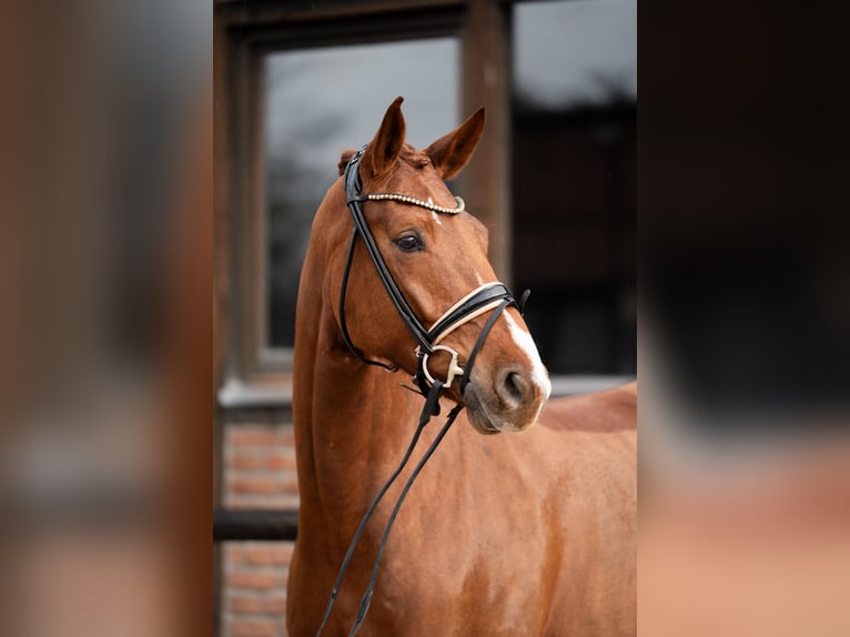 Oldenburg Giumenta 5 Anni 172 cm Sauro scuro in Heidesheim am Rhein