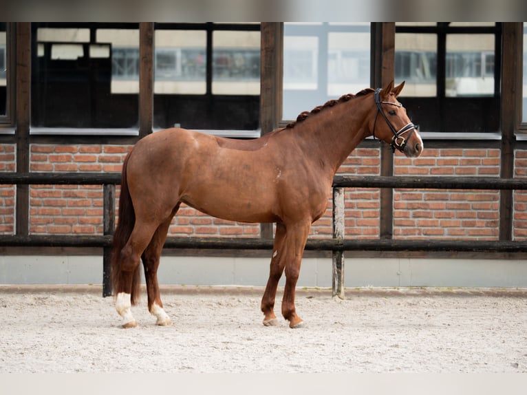 Oldenburg Giumenta 5 Anni 172 cm Sauro scuro in Heidesheim am Rhein