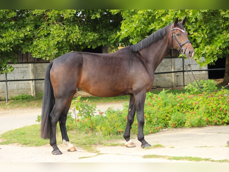 Oldenburg Giumenta 5 Anni 173 cm Baio scuro in Valluhn
