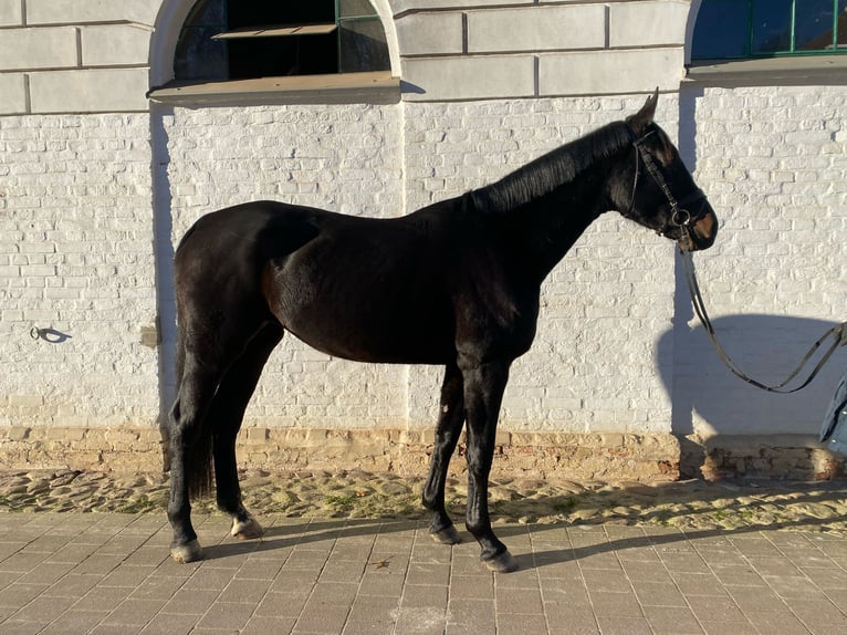 Oldenburg Giumenta 5 Anni 173 cm Morello in Redefin