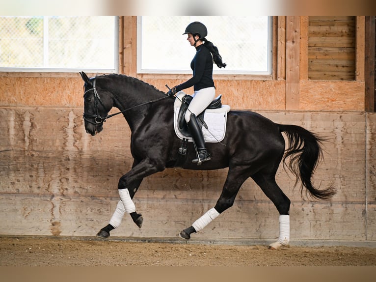 Oldenburg Giumenta 5 Anni 174 cm Baio scuro in Gossau ZH